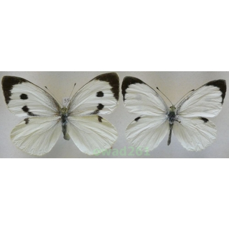Pieris brassicae (Linnaeus, 1758) pair Czech55i